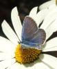 Plebejus argus